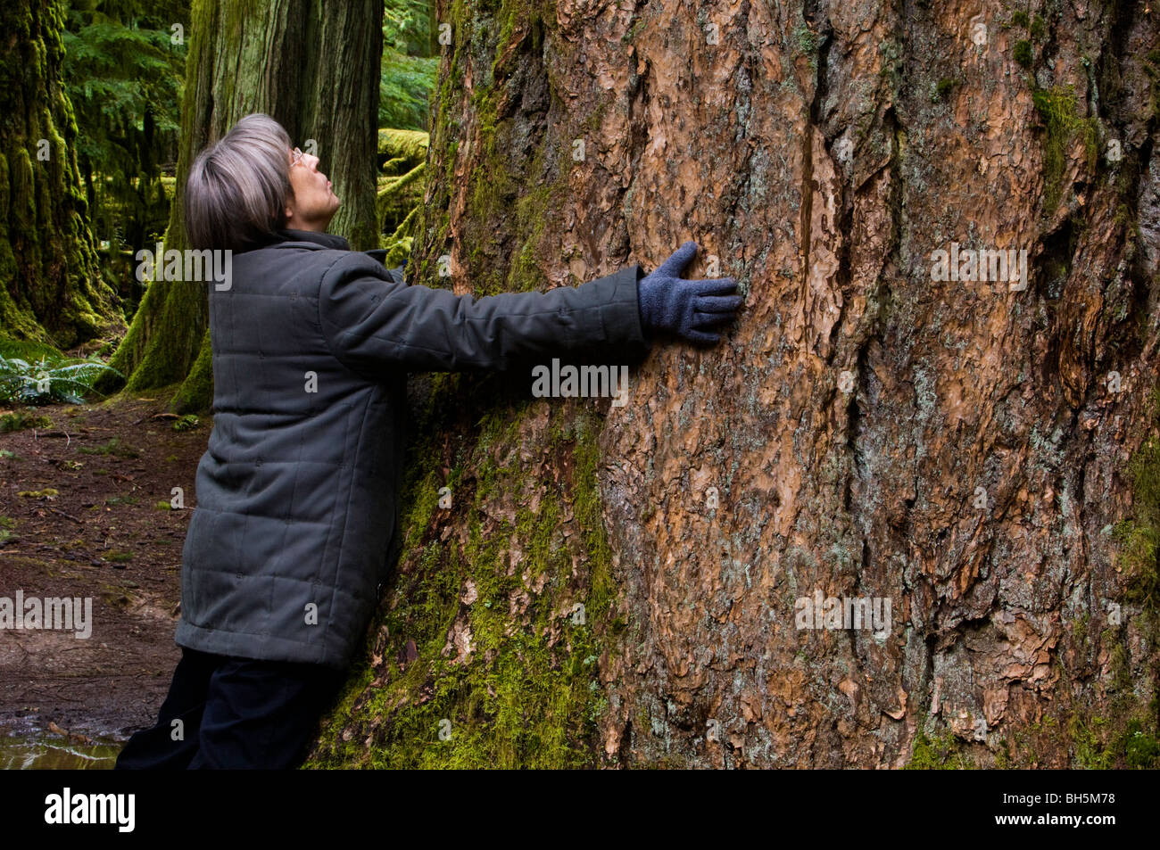 'Arbre' Tourisme hugger Faire place au vieux tronc d'arbre, Cathedral Grove, Port Alberni, BC, Canada Banque D'Images