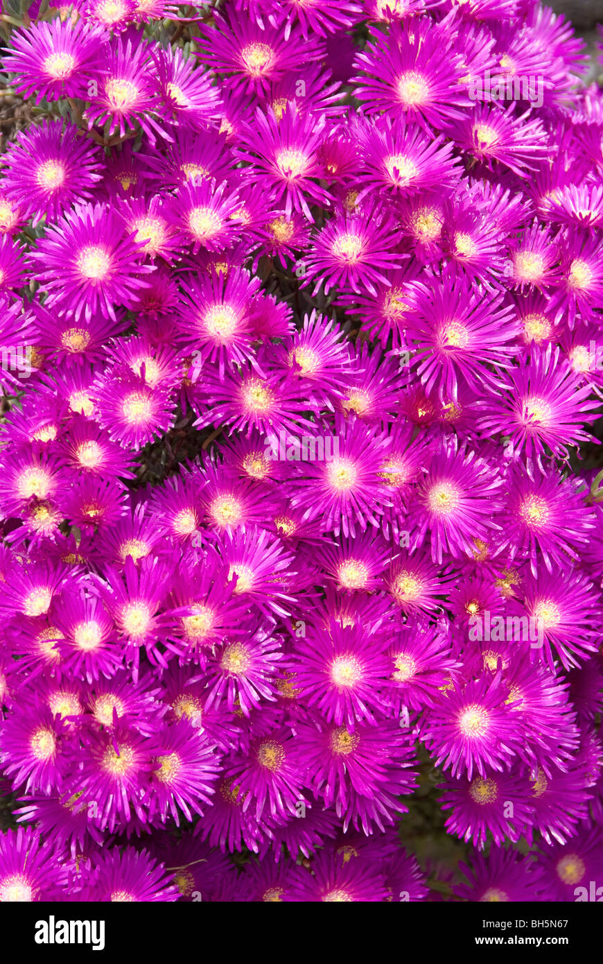 Usine de glace arrière mauve - Lampranthus Spectabilis - famille fleurs 'Aizoaceae' Banque D'Images