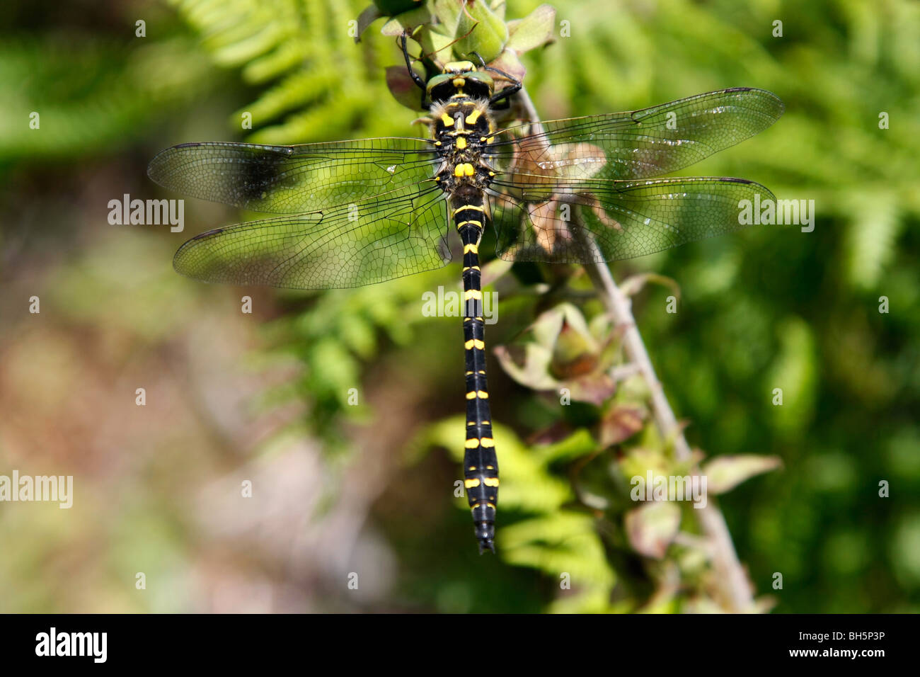 Golden dragonfly (Cordulegaster boltonii annelés) Pays de Galles, Royaume-Uni. Banque D'Images