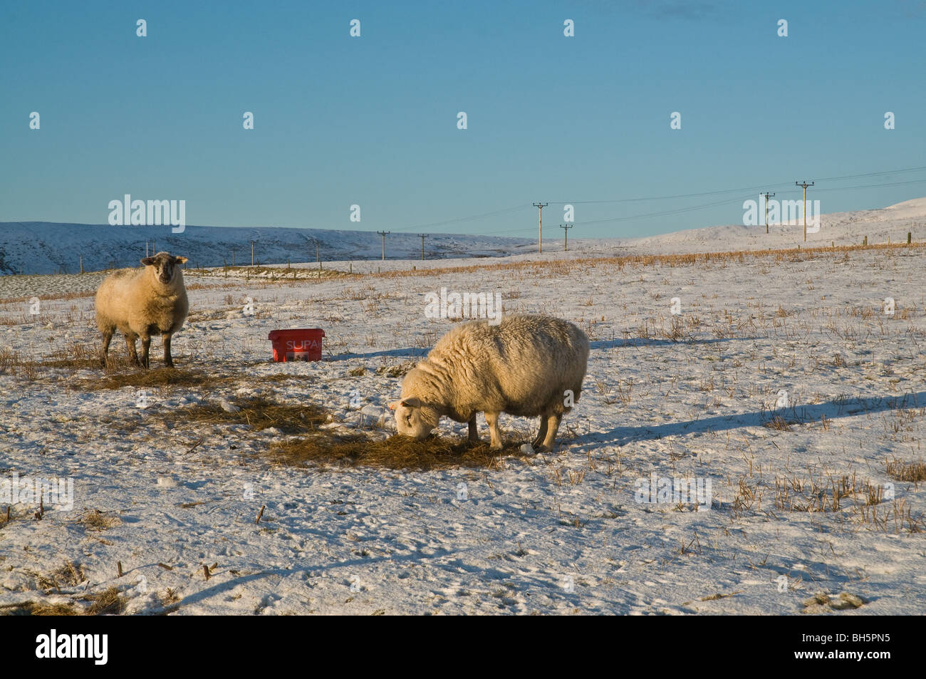 dh Sheep BÊTES Royaume-Uni Écosse pâturage neige champ couvert manger fourrage hiver compléments alimentaires écossais bétail froid animal nourrir le bétail Banque D'Images