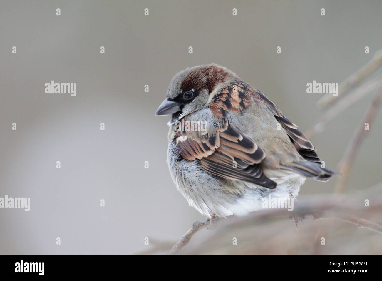 Moineau domestique mâle, Passer domesticus Banque D'Images