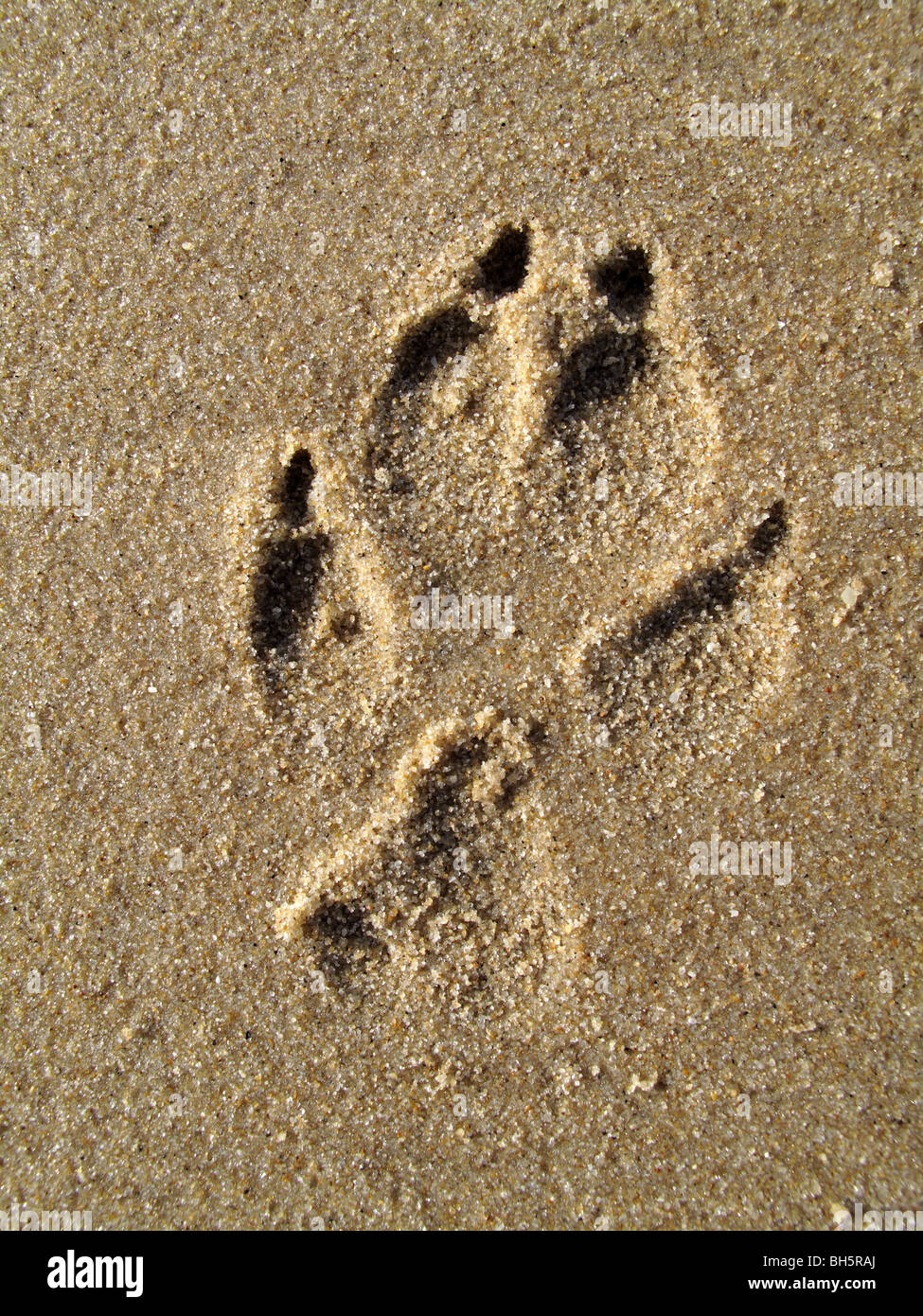 Tableau sur toile Une empreinte de patte de chien impressions et dans le  sable sur ab 
