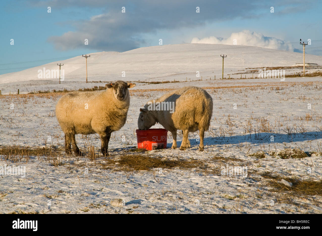 Moutons animaux suppléments dh hiver UK champ couvert de neige de manger du foin fourrages ecosse froid l'alimentation du bétail Banque D'Images