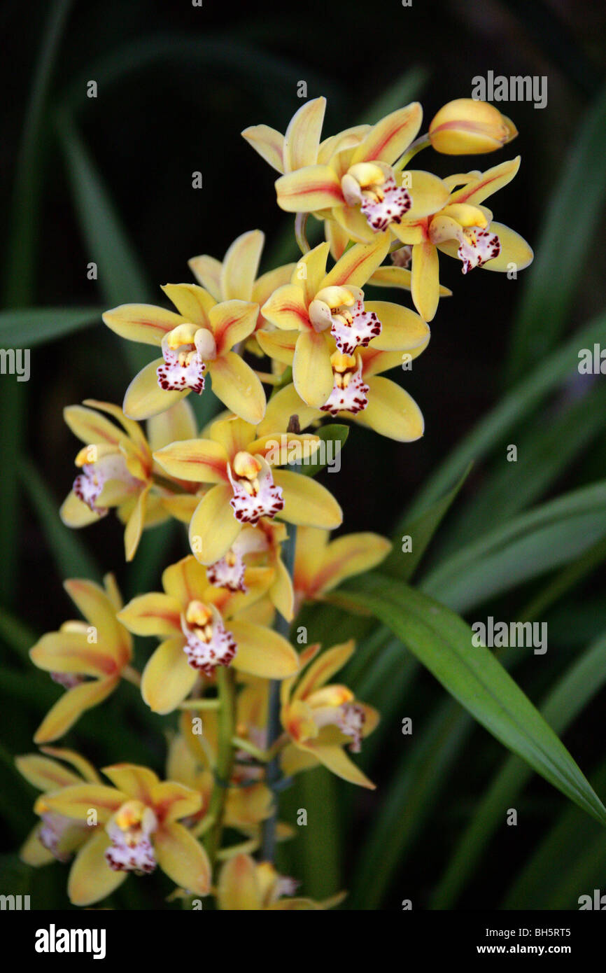 Cymbidium Orchidée hybride, Orchidaceae Banque D'Images
