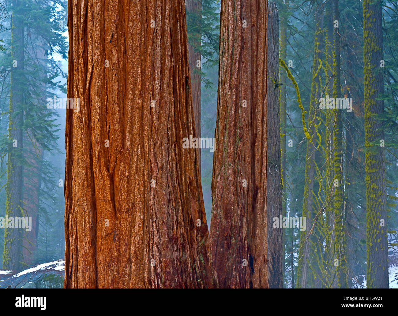 Arbres en Sequoia National Park, Californie, USA, Amérique du Nord. Banque D'Images