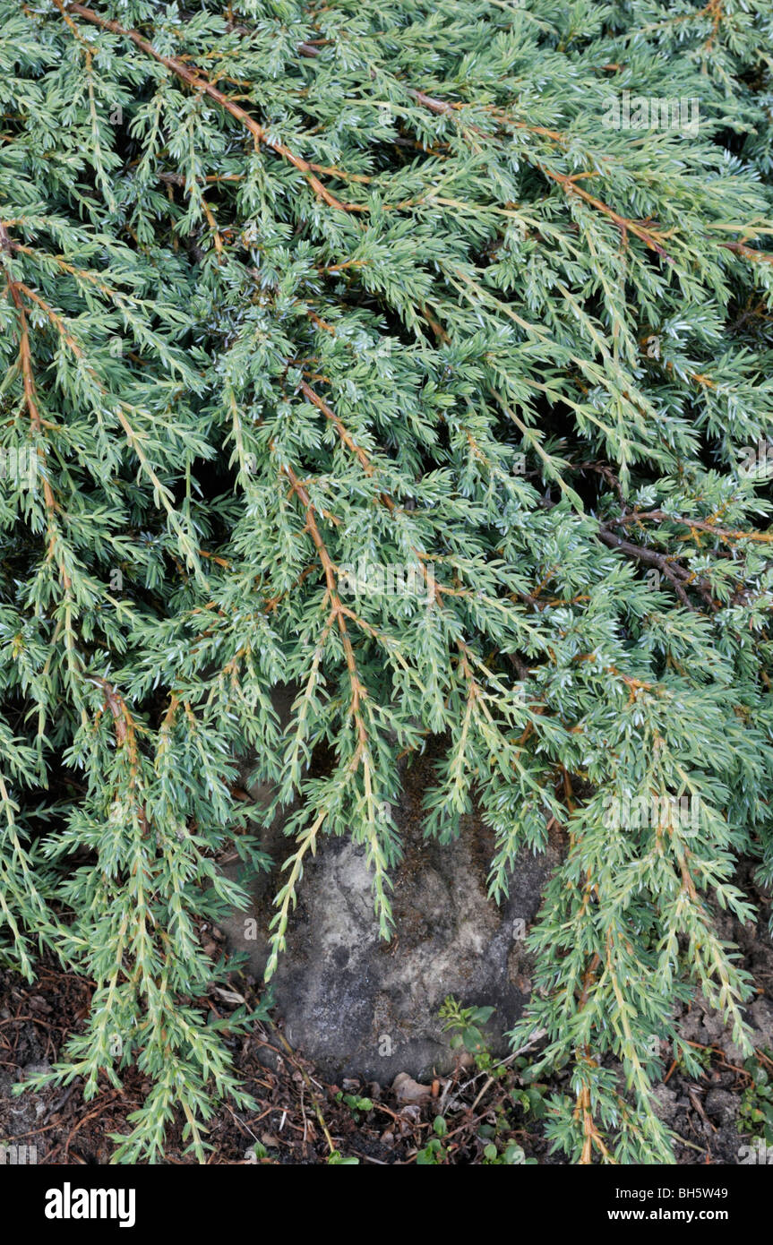 Genévrier nain (Juniperus communis subsp. alpina) Banque D'Images