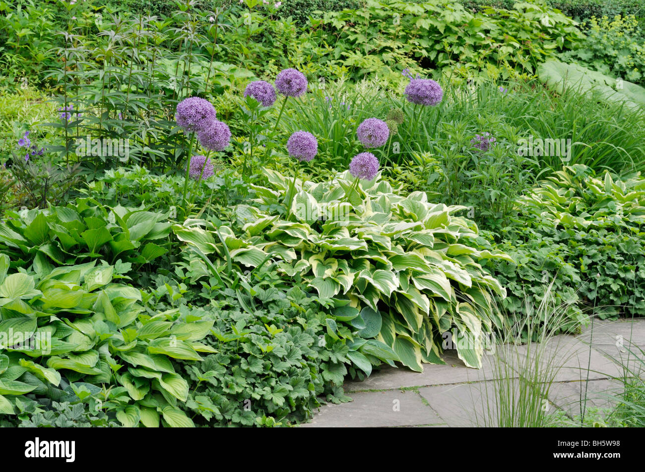 Giant allium (Allium globemaster) et de plantain (Hosta) Banque D'Images