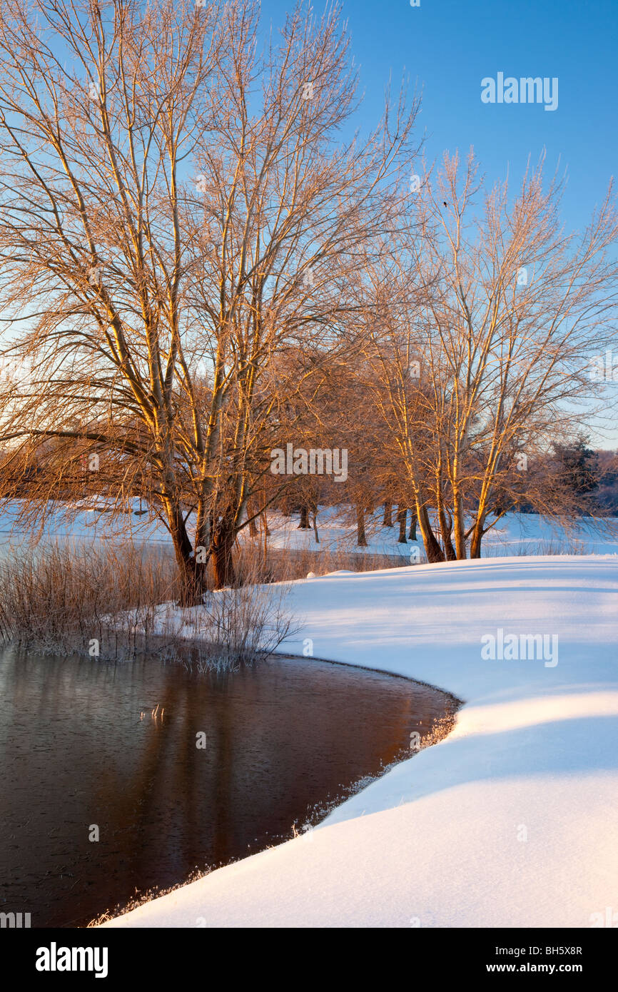 L'aube d'hiver le long du bord d'un étang à Brentwood Tennessee USA Banque D'Images