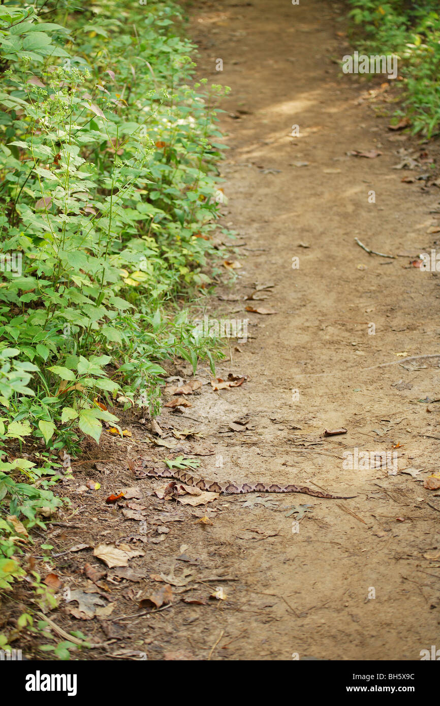 Grand SERPENT COPPERHEAD PORTANT SUR UN SENTIER DE PÊCHE CAMPING VENIMEUX DANGEREUX Morsure de serpent le plus fréquent en France Banque D'Images