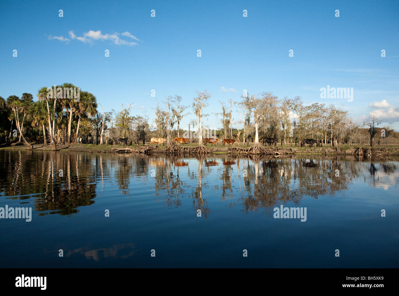 Le bétail à pied le long de la rivière Saint-Jean. Banque D'Images