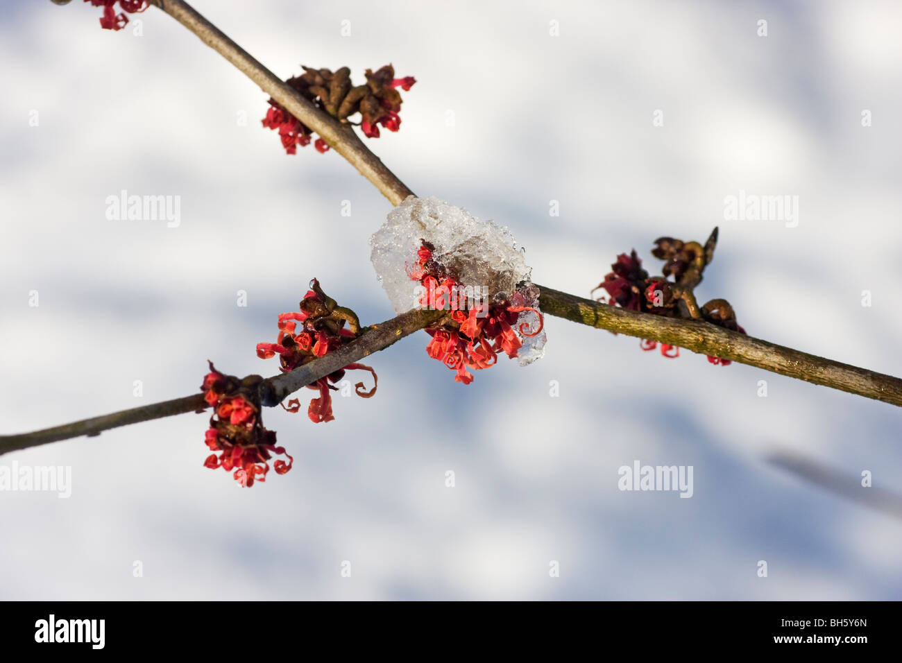 Avec hazel (Hamamelis × intermedia 'Diane') fleurs partiellement recouvert de neige Banque D'Images