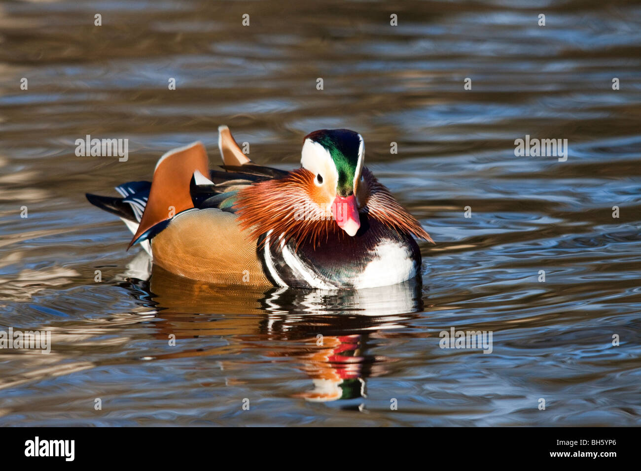 Canard Mandarin Aix galericulata, Banque D'Images