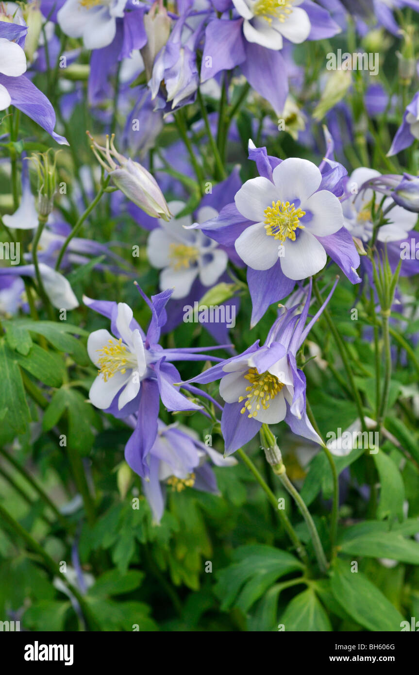 Montagnes rocheuses (columbine Aquilegia caerulea) Banque D'Images