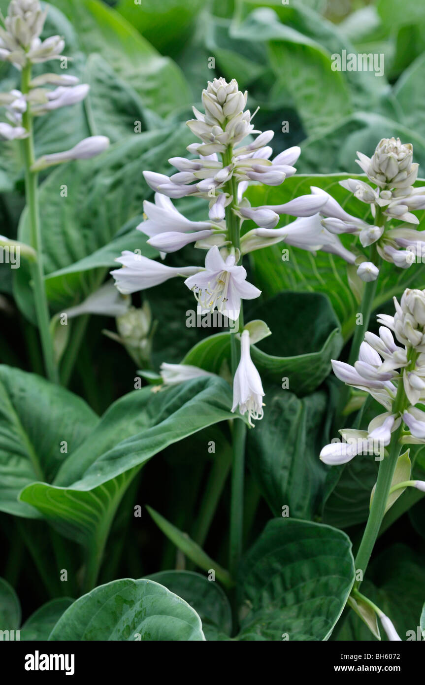 Hosta (Hosta) Banque D'Images