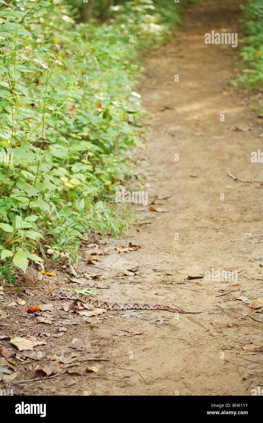 Grand SERPENT COPPERHEAD PORTANT SUR UN SENTIER DE PÊCHE CAMPING VENIMEUX DANGEREUX Morsure de serpent le plus fréquent en France Banque D'Images