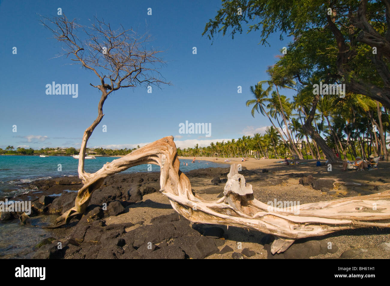 L'art nature arbre qui pousse sur la plage de rochers. La grande île , Hawaii Banque D'Images