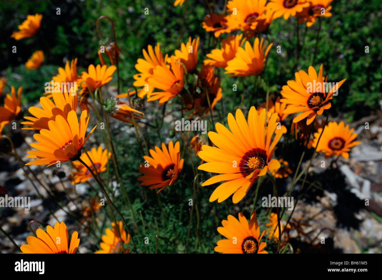 Printemps fleurs annuelles du jardin botanique de Kirstenbosch Cape Town Afrique du Sud de couleur orange couleur de fleurs sauvages Banque D'Images