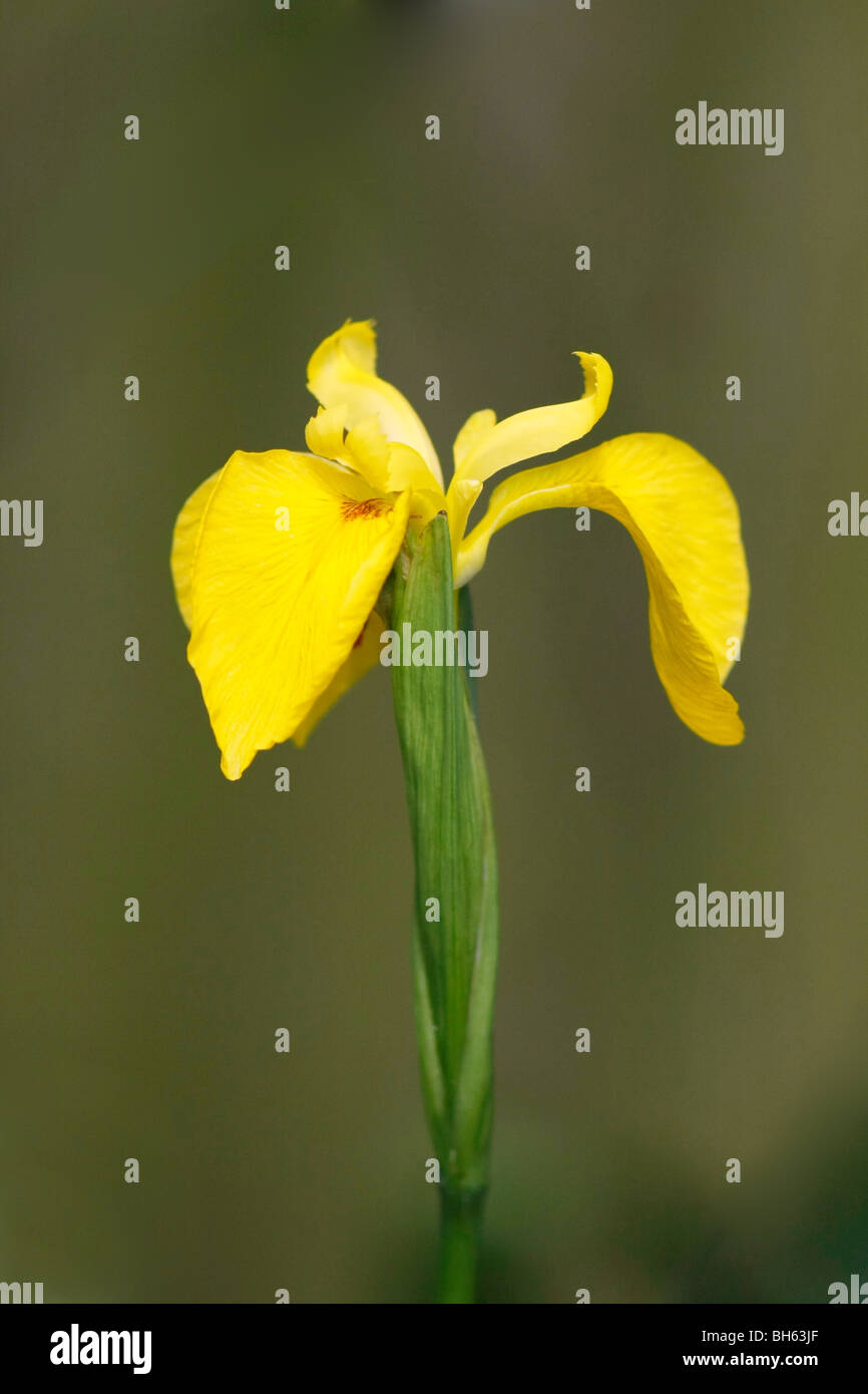 Iris jaune (Iris pseudacorus) dans un étang en Angleterre. Banque D'Images