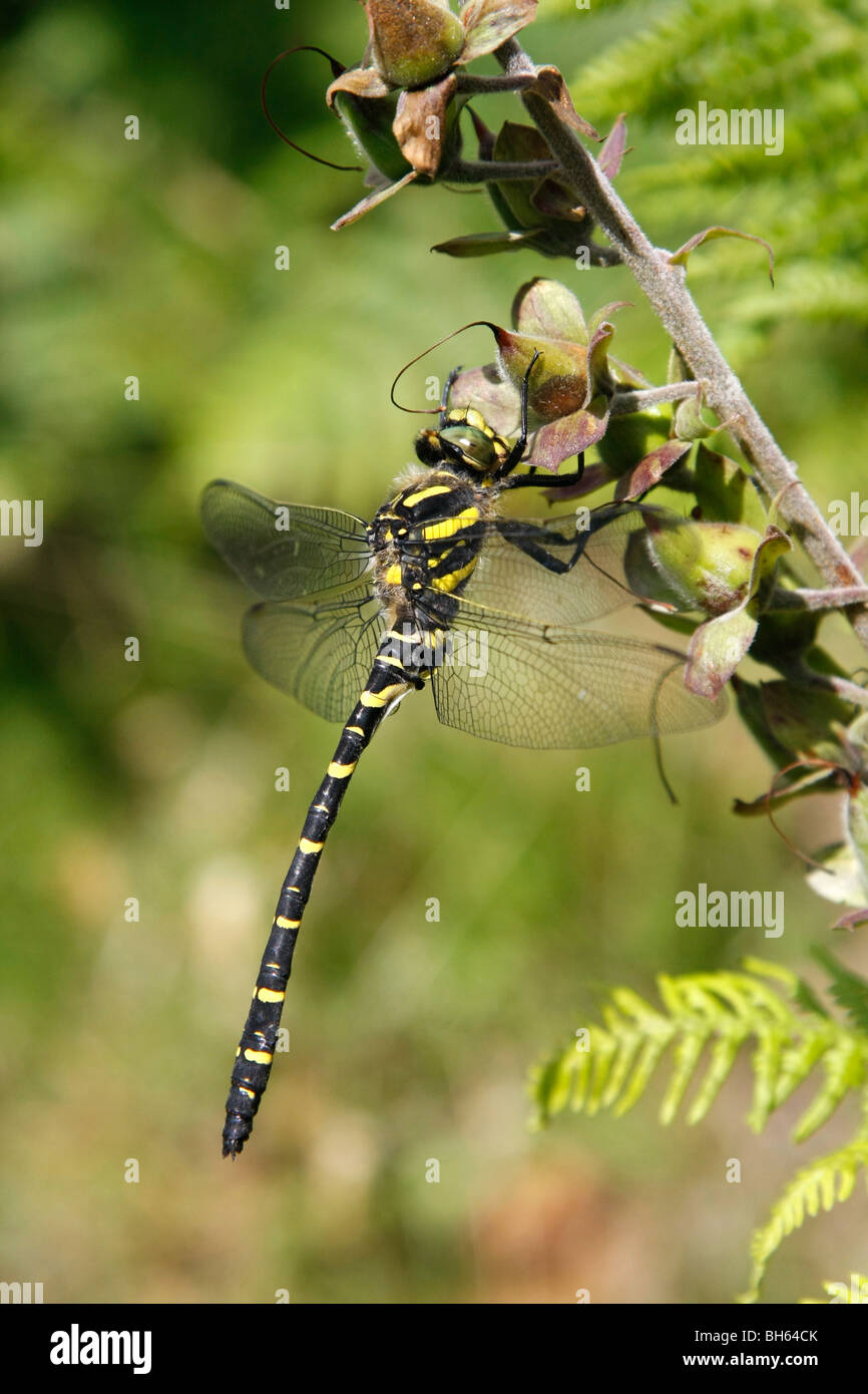 Golden dragonfly (Cordulegaster boltonii annelés) Pays de Galles, Royaume-Uni. Banque D'Images