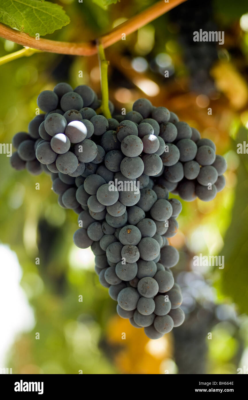 Cépage Nebbiolo variété italienne pousse dans un vignoble australien dans les collines d'Adélaïde en Australie Méridionale Banque D'Images