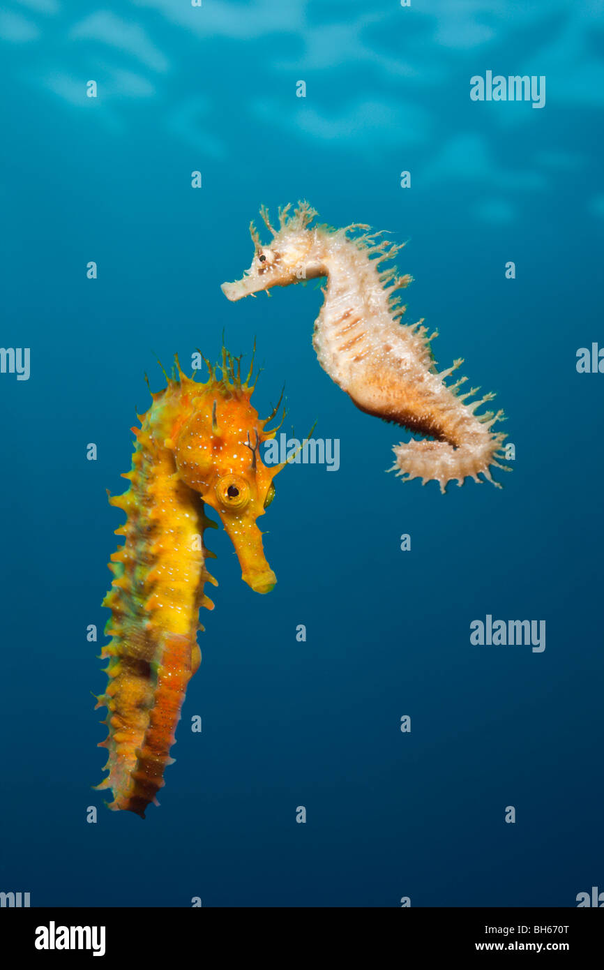 Couple d'hippocampes Hippocampus ramulosus, Méditerranée, Majorque, Îles Baléares, Mer Méditerranée, Espagne Banque D'Images