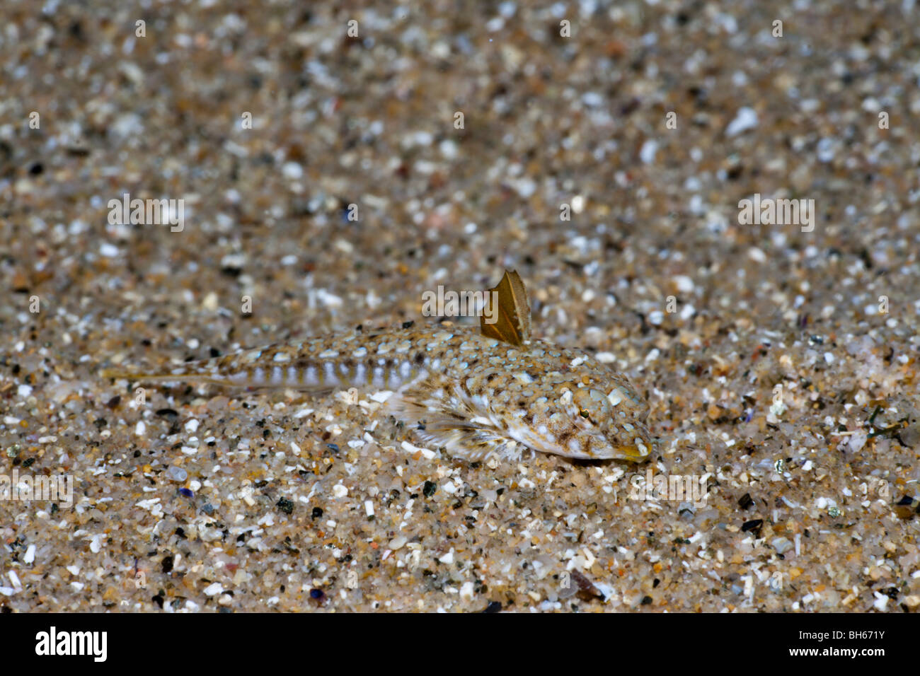 Dragonet méditerranéen se cachant dans le sable, Callionymus lyra, Tamariu, Costa Brava, Espagne, Mer Méditerranée Banque D'Images
