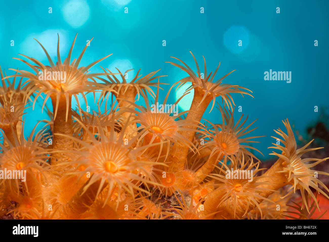 Cluster jaune Parazoanthus axinellae, anémones, Tamariu, Costa Brava, Espagne, Mer Méditerranée Banque D'Images