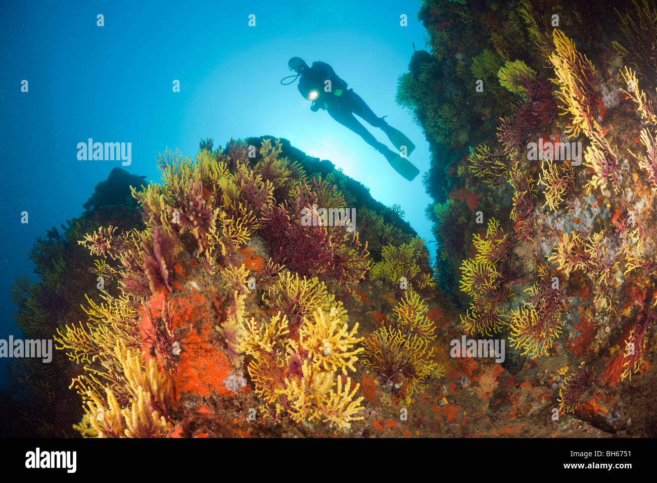 Scuba Diver et variable, gorgones Paramuricea clavata, Tamariu, Costa Brava, Espagne, Mer Méditerranée Banque D'Images