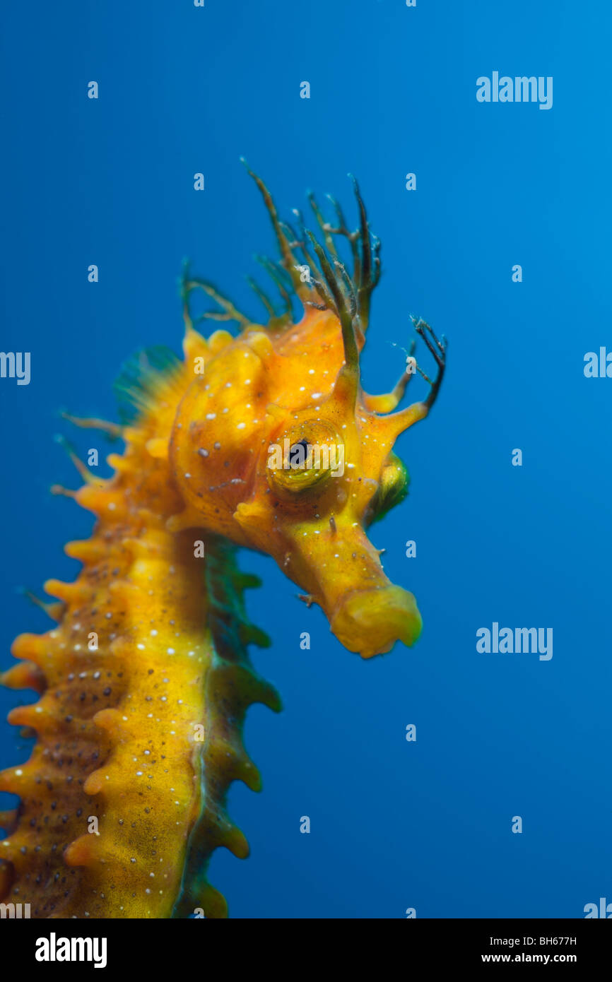 Longsnouted, hippocampes Hippocampus ramulosus, Tamariu, Costa Brava, Espagne, Mer Méditerranée Banque D'Images