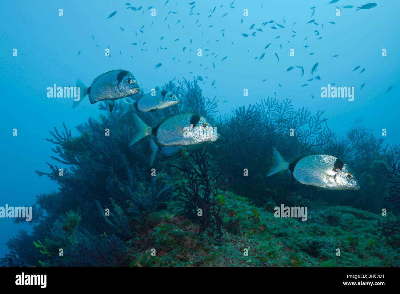 Deux bancs de dorades à bandes, Diplodus vulgaris, Les Ferranelles, Îles Medes, Costa Brava, Espagne, Mer Méditerranée Banque D'Images