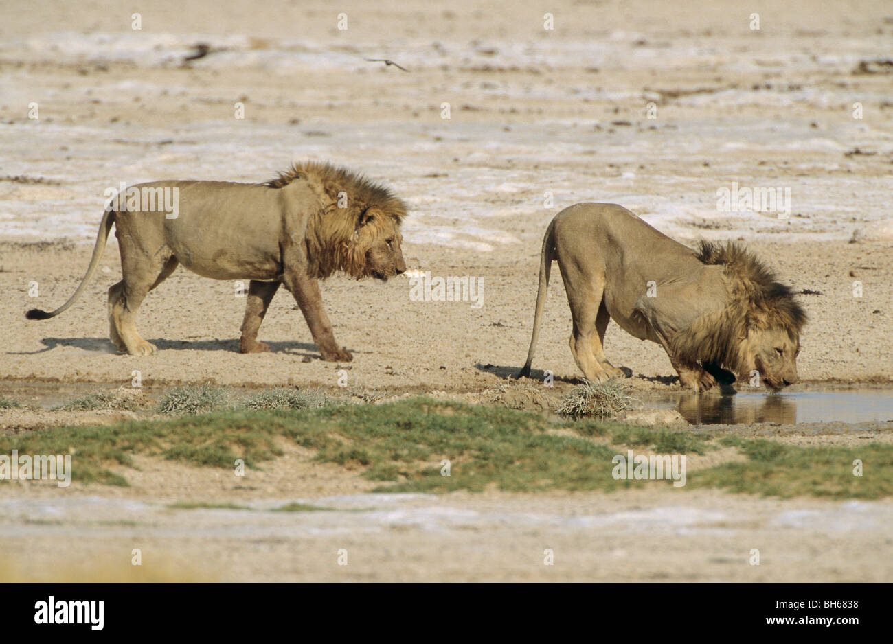 Deux lions au trou de l'eau / Panthera leo Banque D'Images