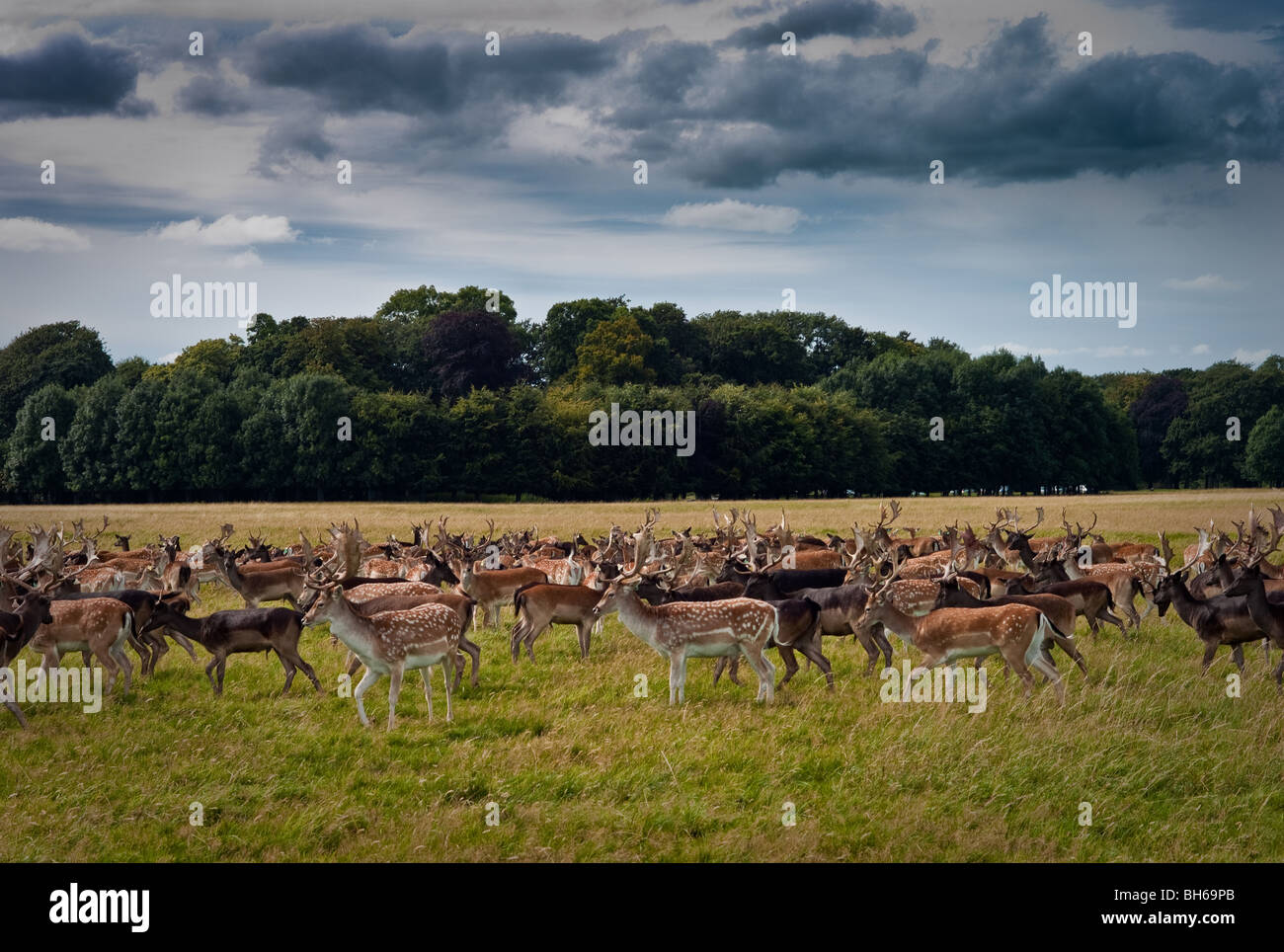 Sikka Deer dans Phoenix park Dublin Ireland Banque D'Images