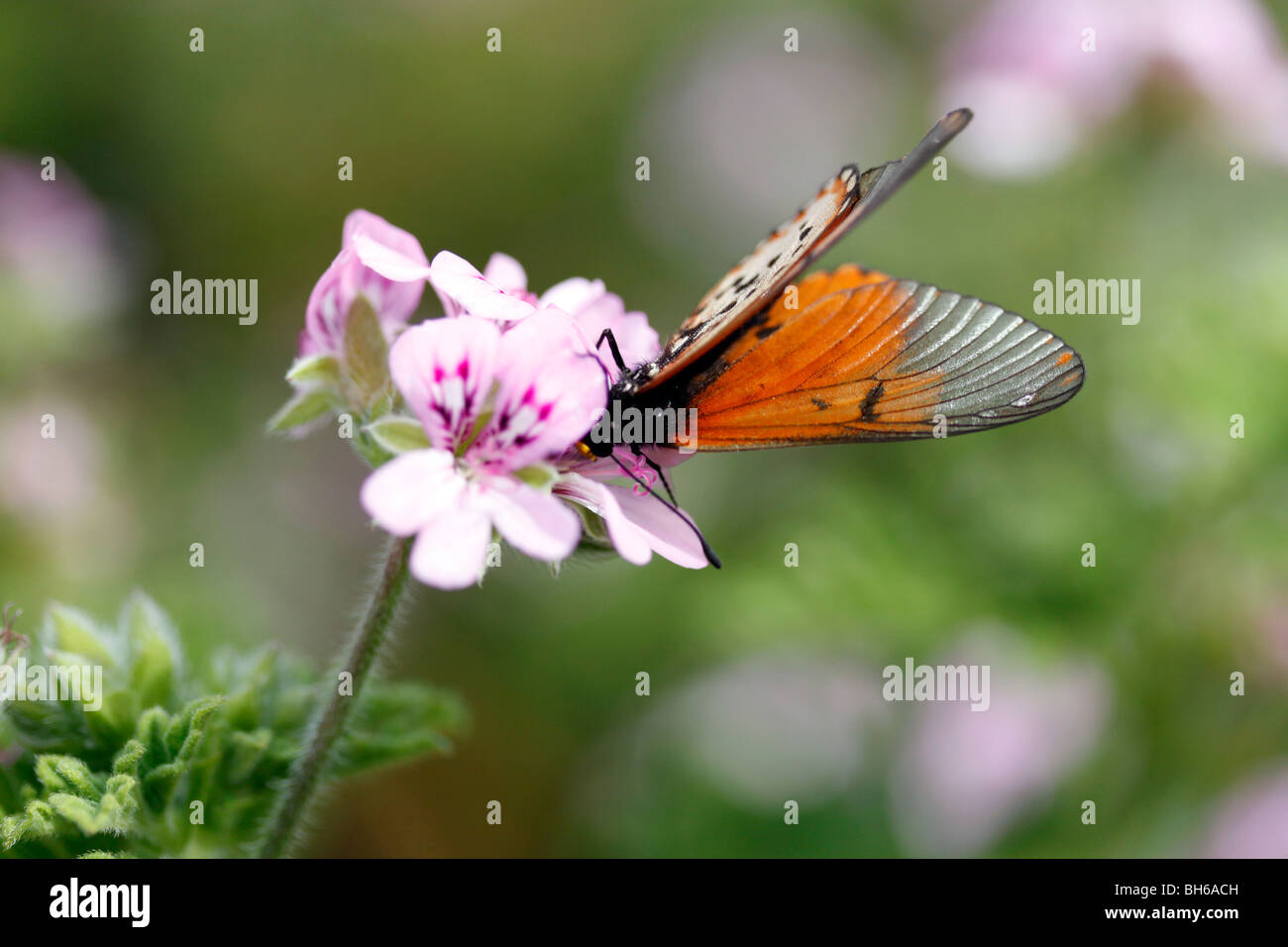 Papillon sur le géranium rose. (Pelargonium graveolens). Banque D'Images