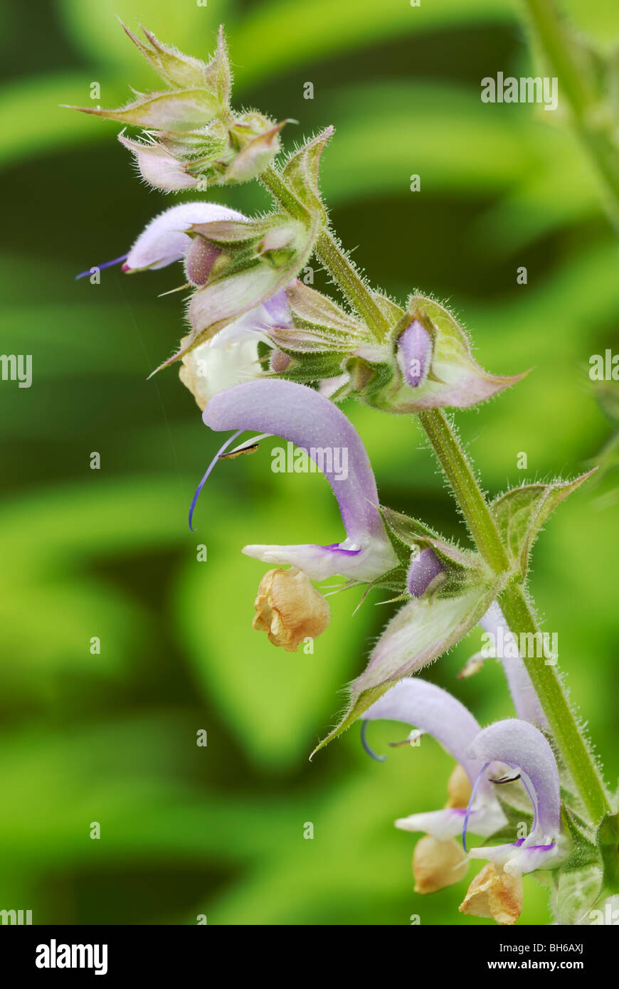 Salvia sclarea, fleurs de Clary Sage, pays de Galles, Royaume-Uni. Banque D'Images
