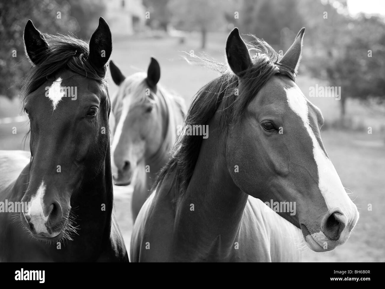 Trois chevaux dans un pré ensoleillé en Noir et blanc , Périgord Noir, Dordogne, France. Banque D'Images