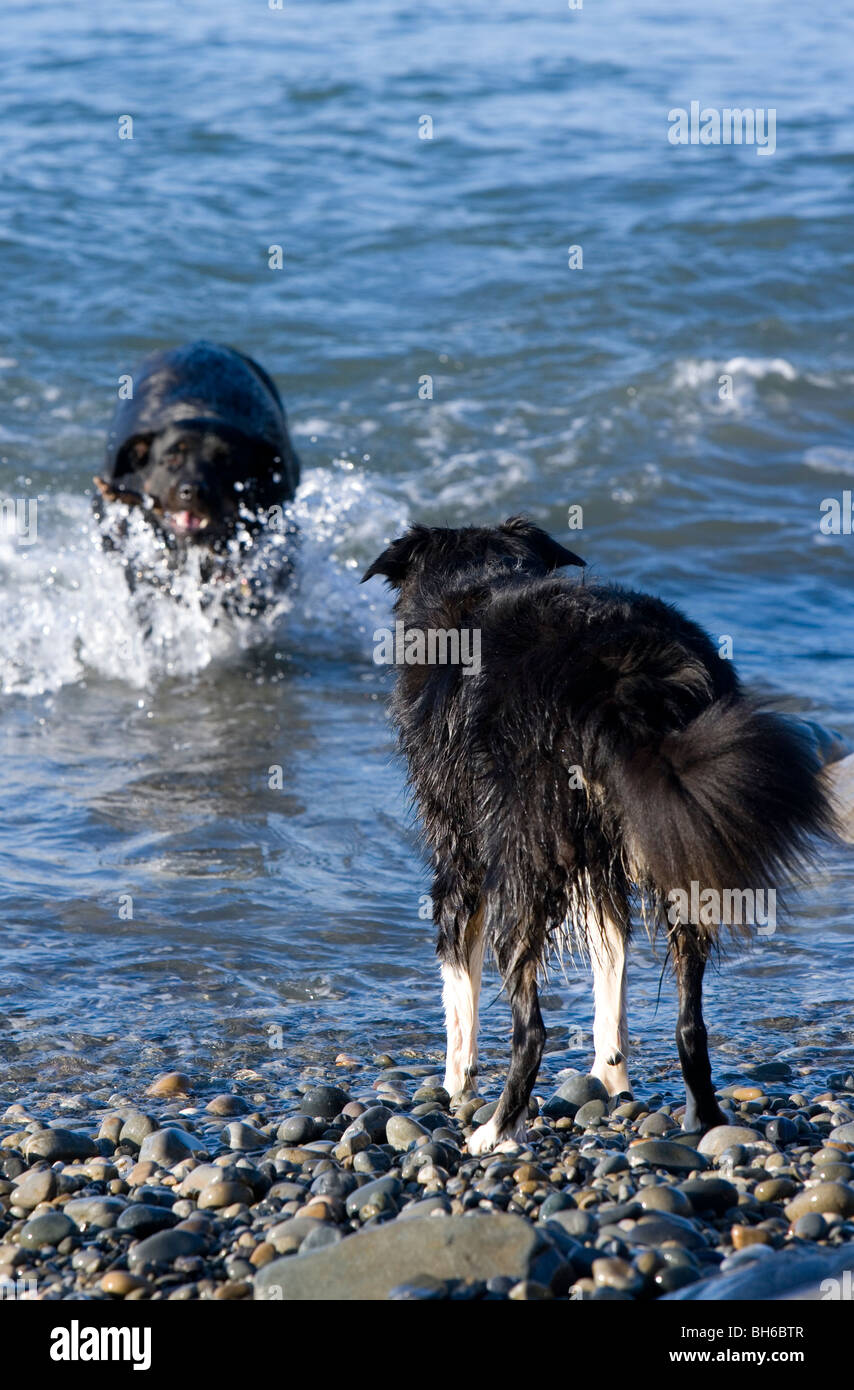 Deux chiens jouant dans la mer des adultes mâles et femelles adultes border collie rottweiler, le Pays de Galles Pembrokeshire Coast Banque D'Images