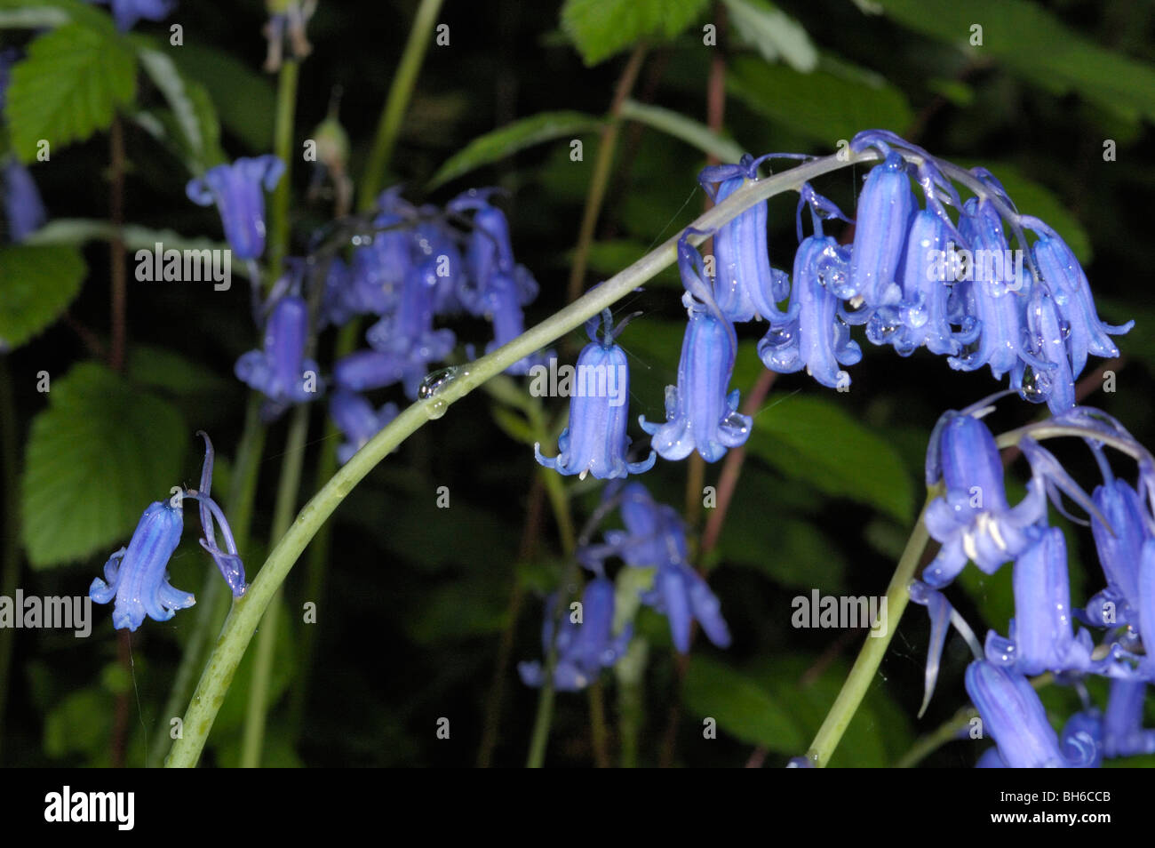Bluebell, Hyacinthoides non-scripta Banque D'Images