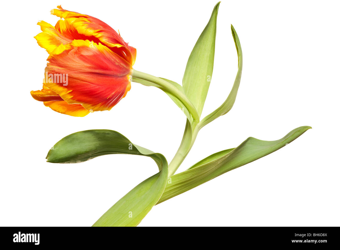 Printemps tulipes fleur isolé sur fond blanc Banque D'Images