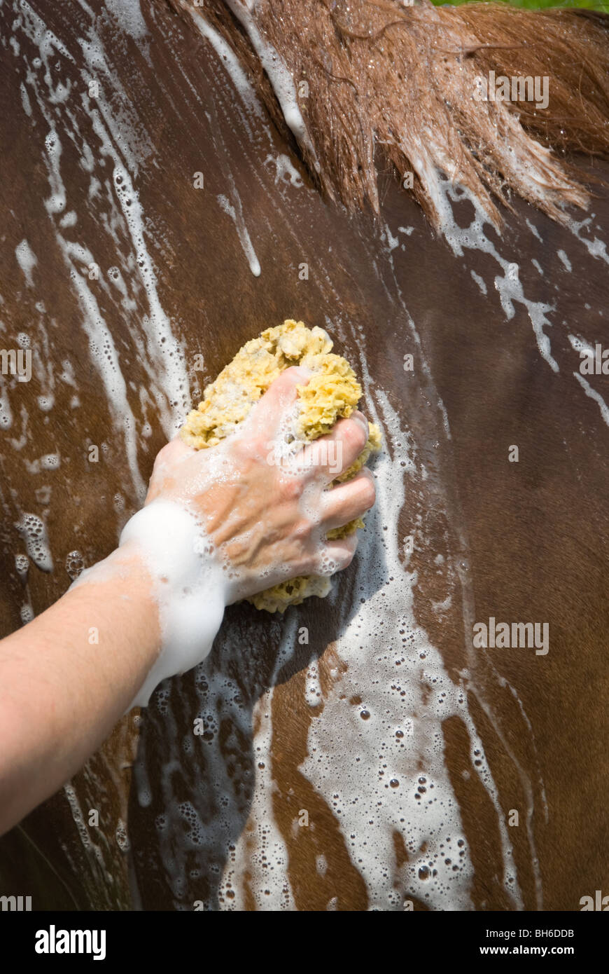 Photo de hand scrubbing un cheval mouillé avec de l'eau savonneuse. Banque D'Images