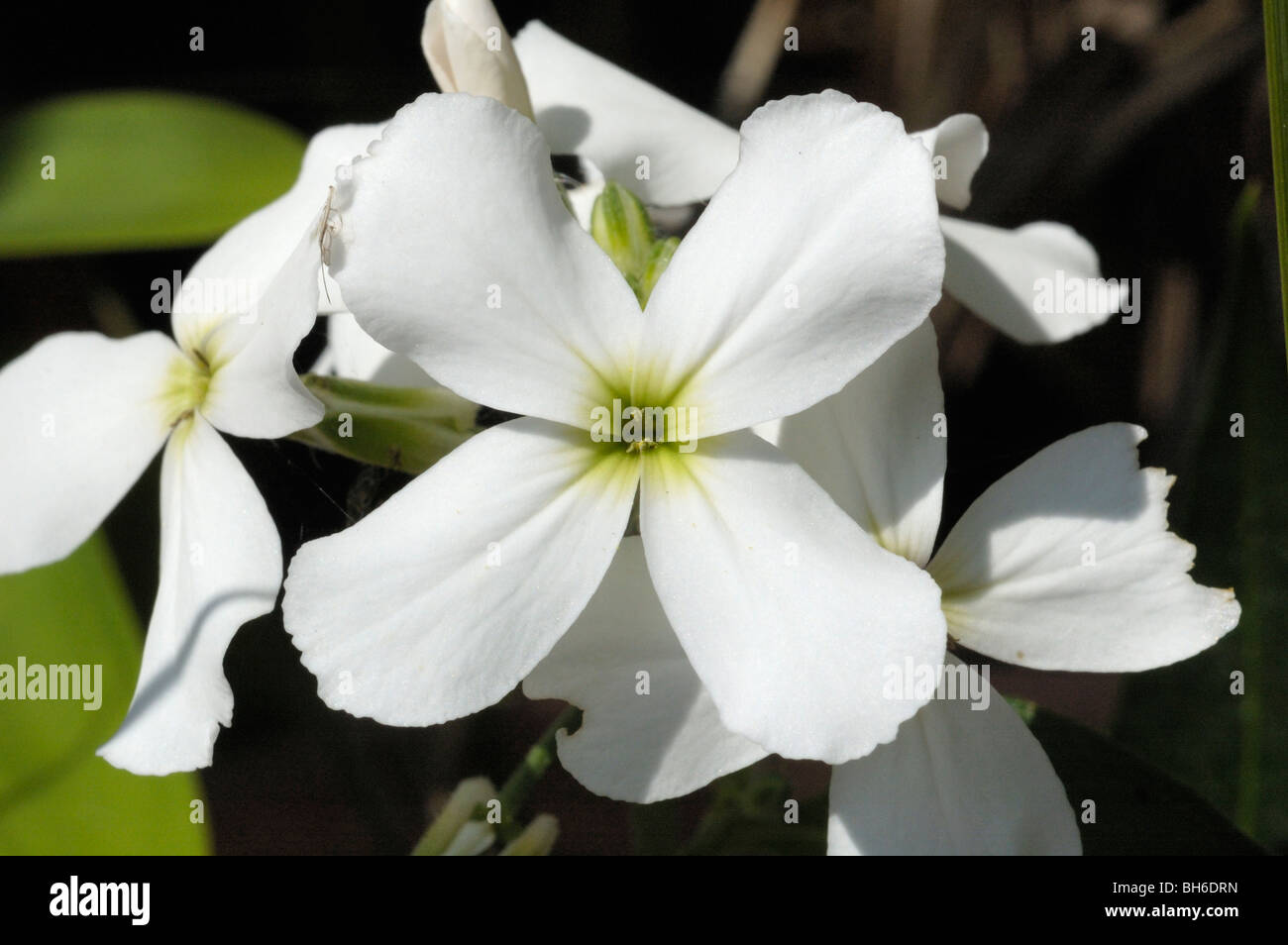 La Dame-violet, Hesperis matronalis Banque D'Images