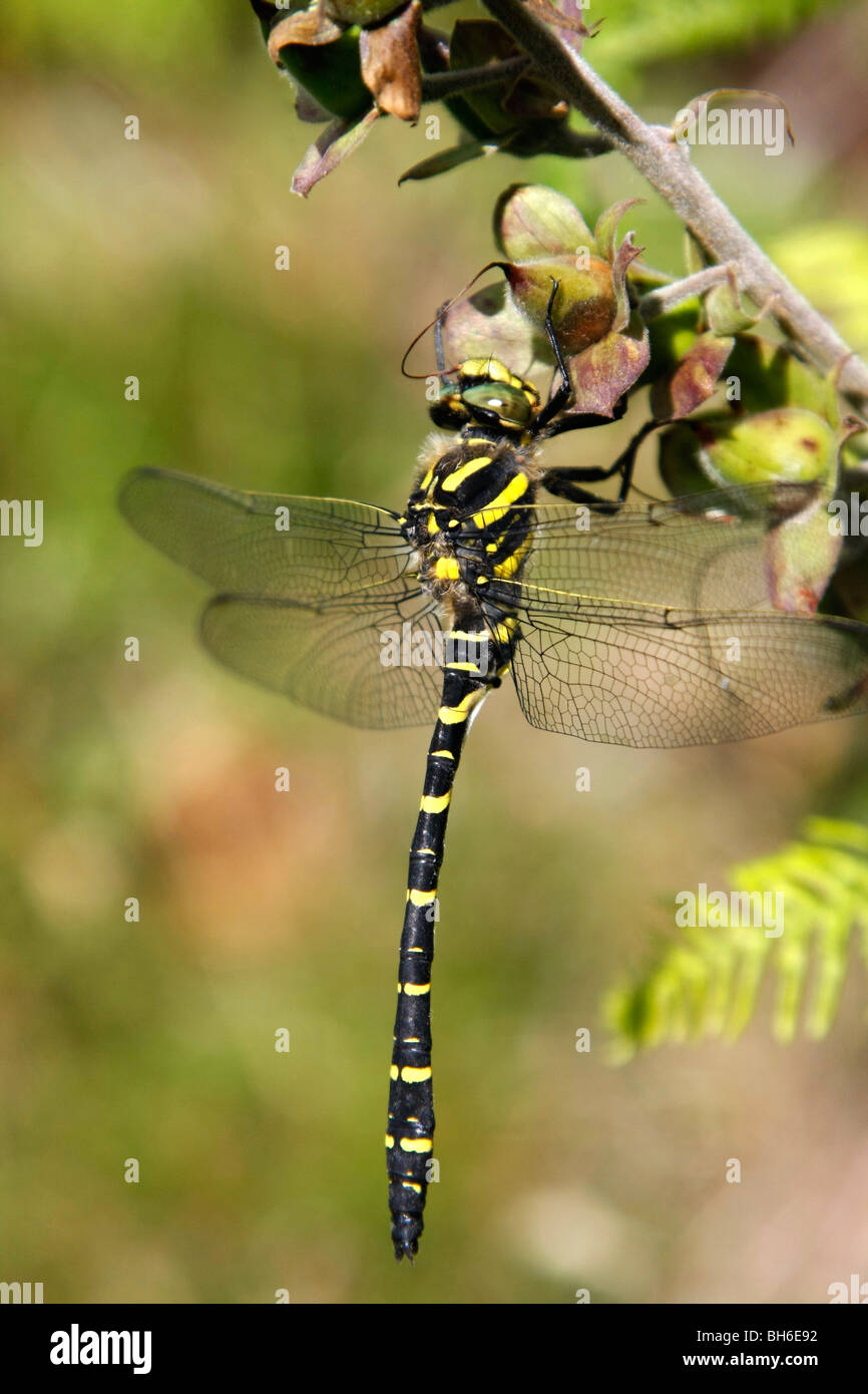 Golden dragonfly (Cordulegaster boltonii annelés) Pays de Galles, Royaume-Uni. Banque D'Images