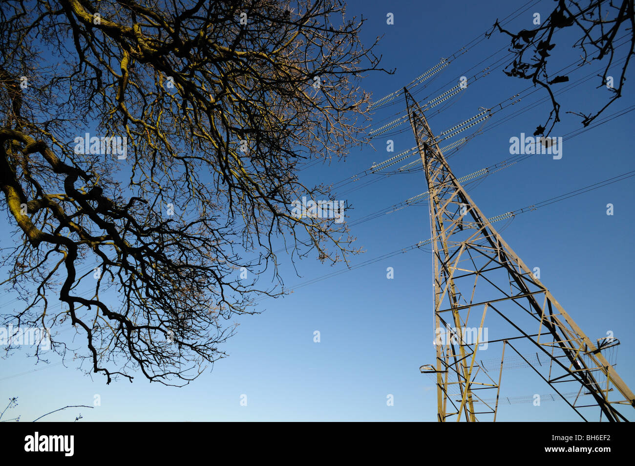 UK National Grid Électricité pylône et le ciel bleu à travers les branches d'arbres Banque D'Images