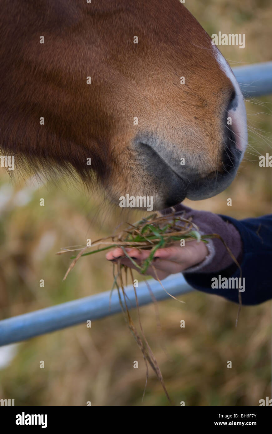 L'alimentation d'une alimentation simple de fille cheval cheval adulte, Pembrokeshire, Pays de Galles Banque D'Images