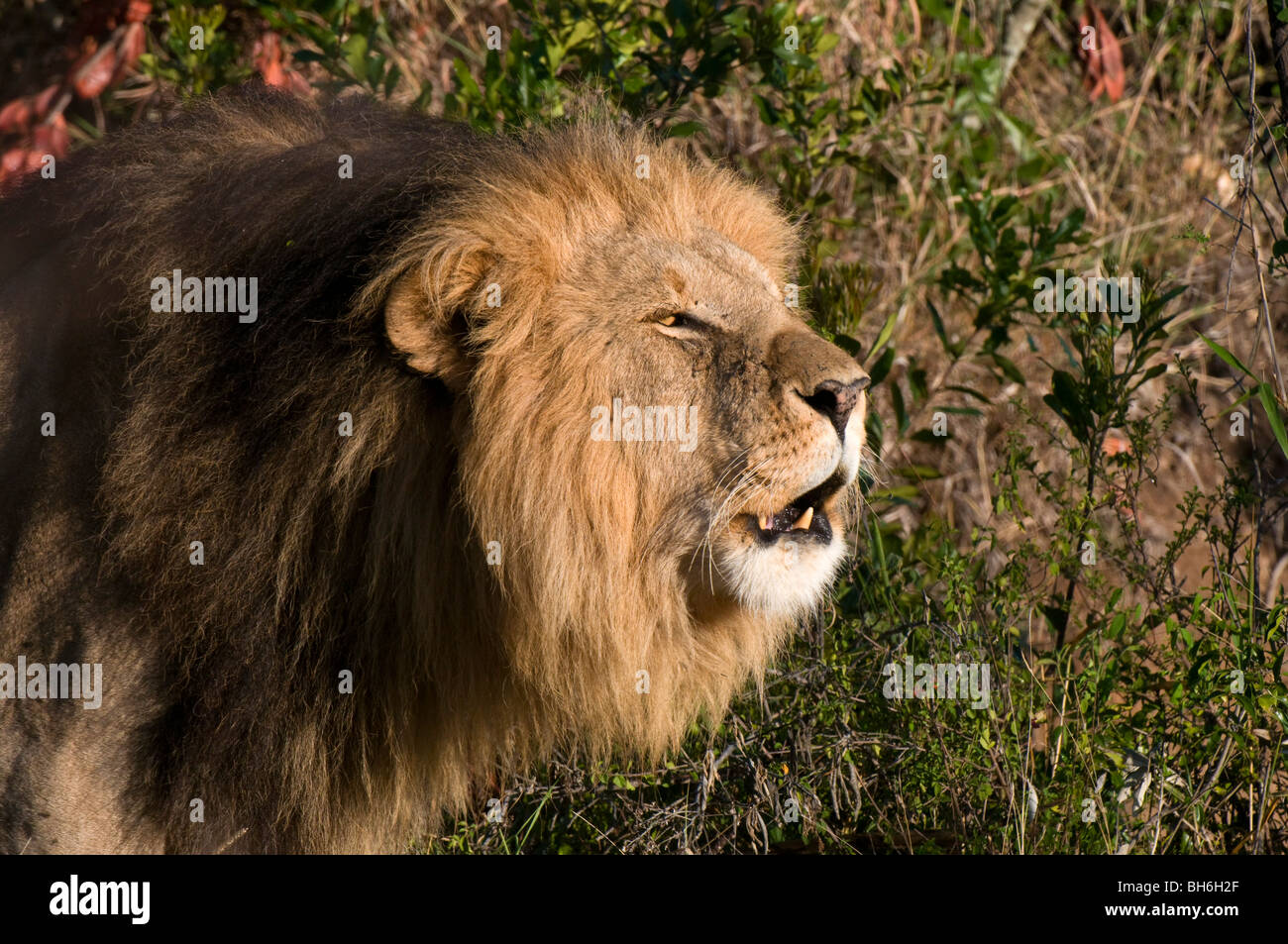 Roaring lion (Panthera leo), Masai Mara National Reserve, Kenya. Banque D'Images