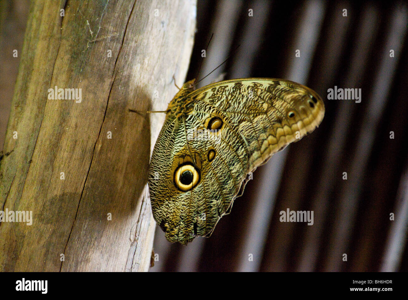 Owl butterfly au repos sur la forêt près de Puerto Viejo au Costa Rica Banque D'Images