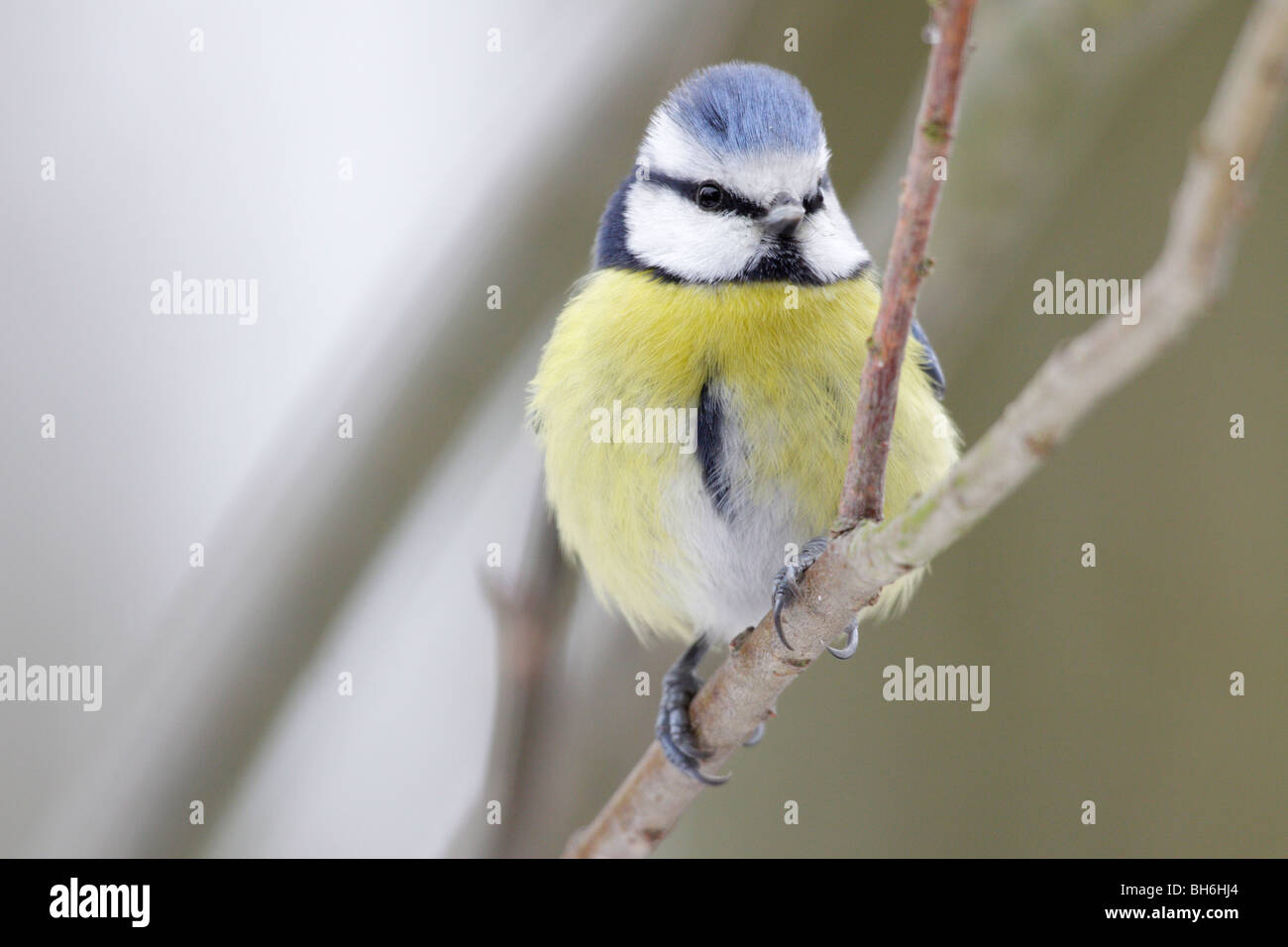 Blue Tit, Cyanistes caeruleus, en hiver Banque D'Images