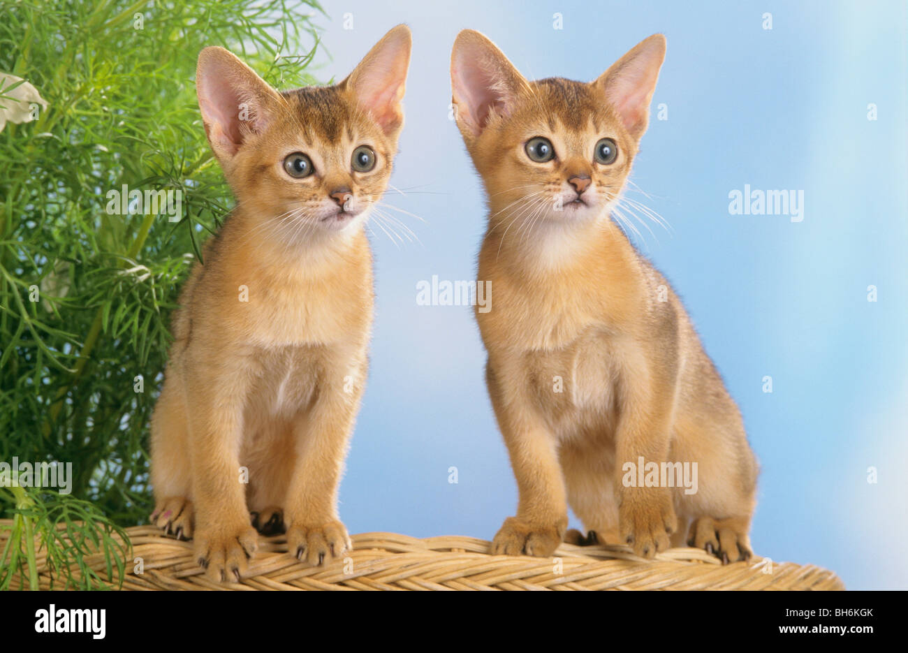 Cat - deux chatons abyssins assis Banque D'Images