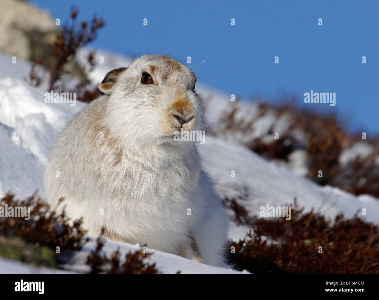 Lièvre variable (Lepus timidus) en pelage d'hiver, assis dans la neige et de bruyère (Calluna) relief avec ciel bleu au-dessus. Banque D'Images