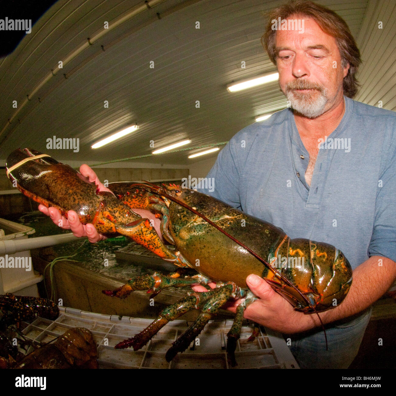 La Nouvelle-Écosse, Yarmouth, pêcheur de homard de 18 livres holding, Stanley's Lobster Pound Banque D'Images