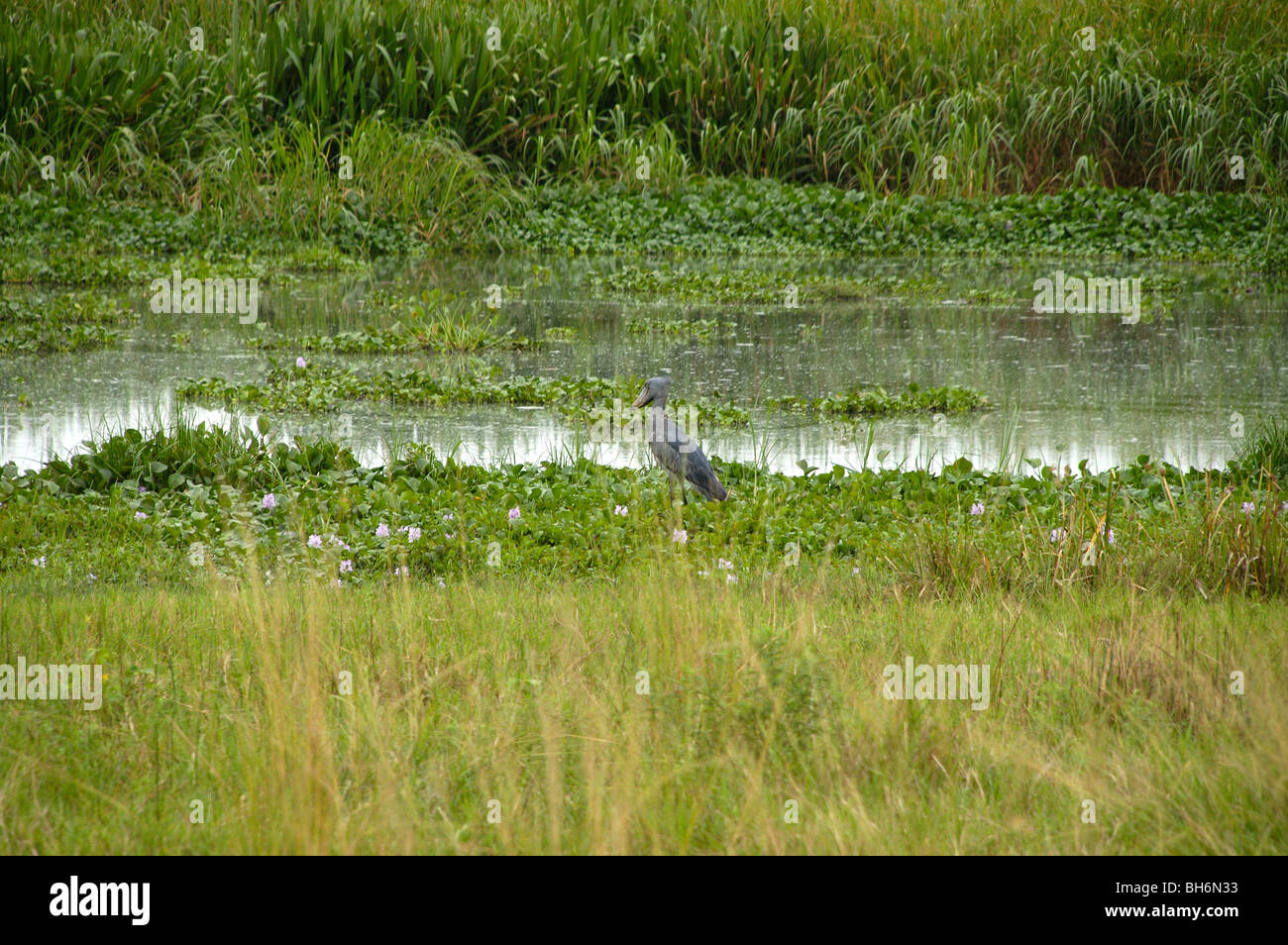 Service facturé Stork Banque D'Images